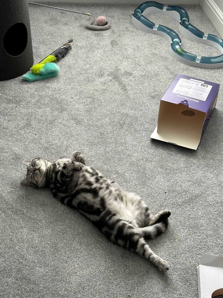 Phoebe Relaxing in her new home