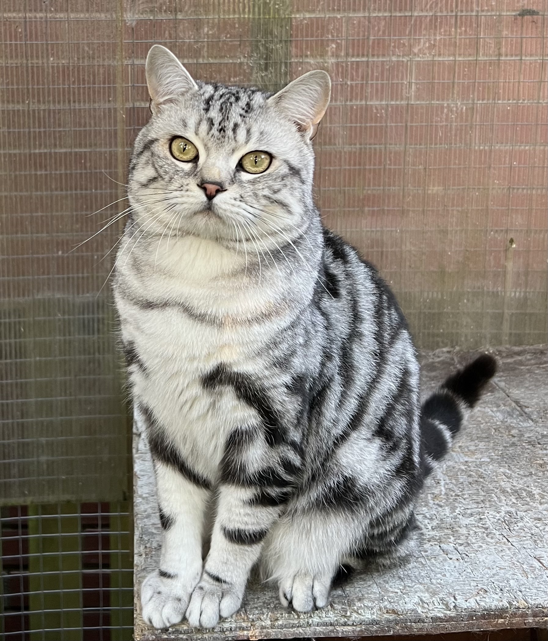 P.Silver Cat 銀猫 （OC） CH SilverCatz Silver Lincoln – Sozo